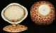 Orange Sacred Bird and Butterfly Bowl and Covered Vegetable
