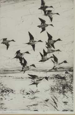Frank Weston Benson Dry point titled "Pintails Passing,"