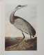 Two Volumes "Birds of America" by John James Audubon, 1966, Edition