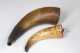 Lot of Two Early Carved Powder Horns