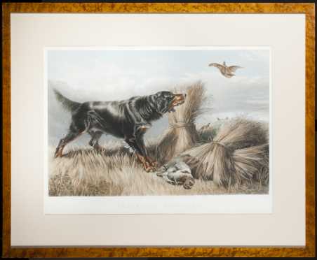 Hand colored Etching "Partridge Shooting"