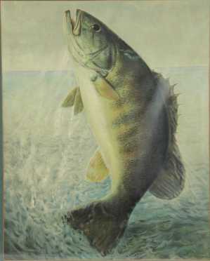 Crayon lithograph of a Fresh Water Bass