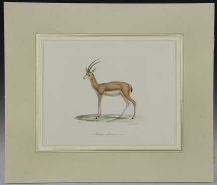 Colored Lithograph "Antelope Male, a Longes Cones" from, "The Histoire Naturelle des Mammiferes" 