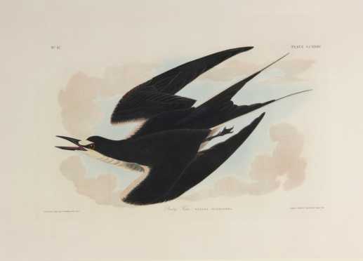 John James Audubon "Sooty Tern", plate CCXXXV,Robert Havell, folio size