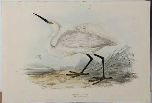 Edward Lear, 1812-1888, hand colored lithograph "Little Egret" 
