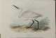 Edward Lear, 1812-1888, hand colored lithograph "Little Egret" 
