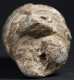 A Monumental Sherbro/Bullom Piomdo head