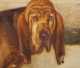 Henry Rankin Poore portrait of a blood hound