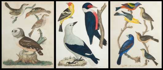 A.Wilson Framed Bird Prints