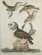 A.Wilson Framed Bird Prints