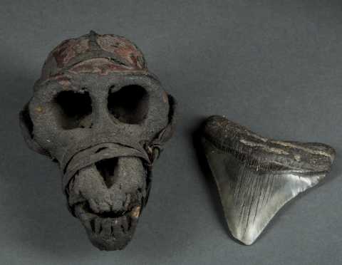 Old Monkey Head Skull and Sharks Tooth