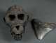 Old Monkey Head Skull and Sharks Tooth