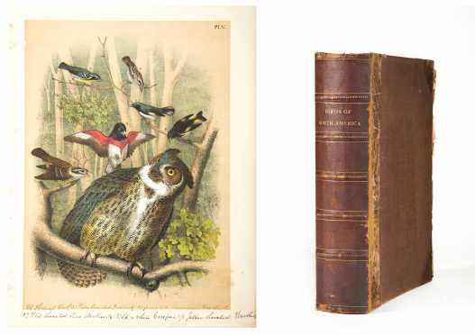 STUDER, Jacob H. "Studer's Popular Ornithology: The Birds of North America"