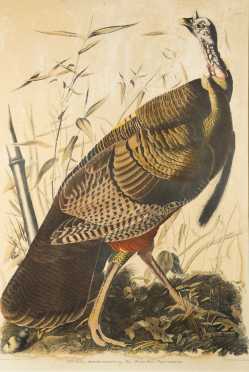 Wild Turkey Colored Lithograph After JJ Audubon