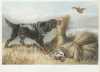 "Partridge Shooting" Colored Print After Richard Ansdell