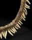 A New Guinea Highlands Pig's tooth necklace, Western Highlands; Papua New Guinea
