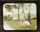 Calvin Coolidge Glass Slide collection