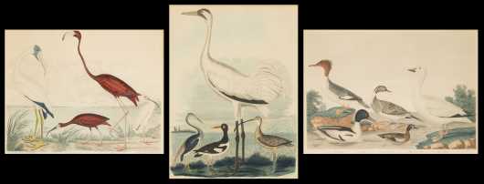 Three Hand Colored Prints of Waterfowl