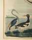 Three Hand Colored Prints of Waterfowl