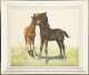 Pastel on Paper of 2 Young Horses