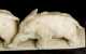 Signed Chinese Export Carved Ivory Tusk