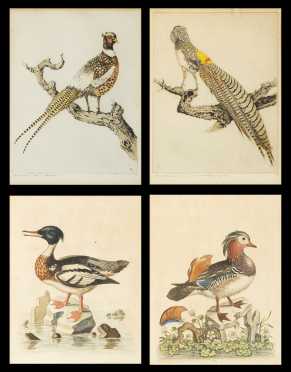 Two Pair of Bird Prints