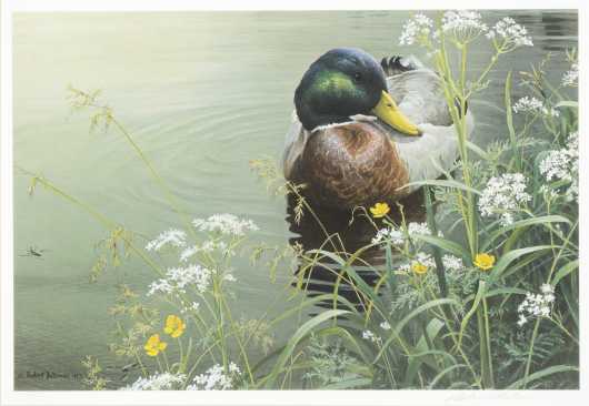 Robert Bateman Print, "Meadow Edge Mallard"