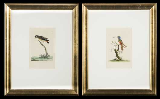 Hand Colored Engravings--Shaw and Nodder, 1791
