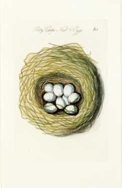 Hand Colored Engraving--Eggs in Nest