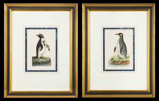 Hand Colored Engravings--Penguins--Shaw and Nodder, 1799/1800