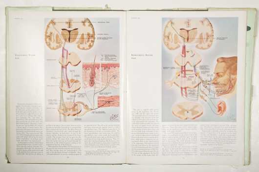CIBA Collection--Medical Illustrations - Netter