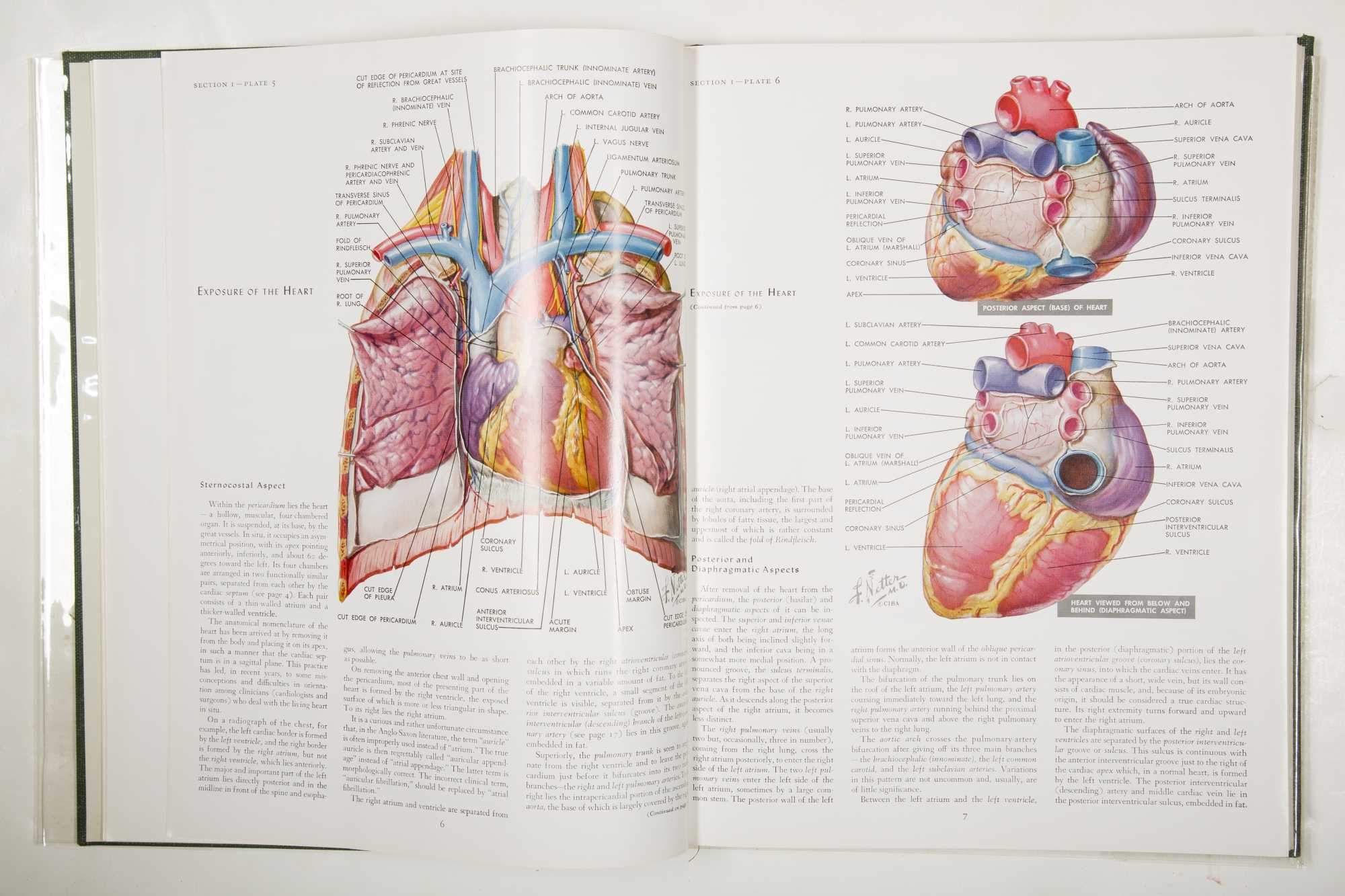 netter ciba collection of medical illustrations download