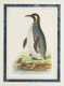 Two Hand Colored Copperplate Engravings of Penguins from Shaw & Nodder's
