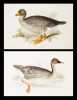 Two "Gould" Goose Prints by Edward Lear