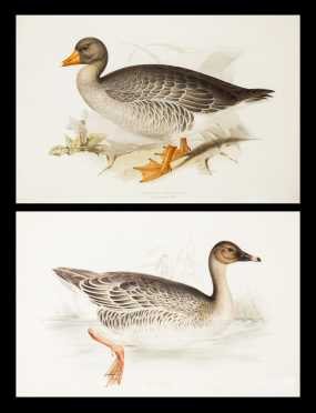 Two "Gould" Goose Prints by Edward Lear