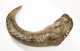 Early African Carved Buffalo Horn