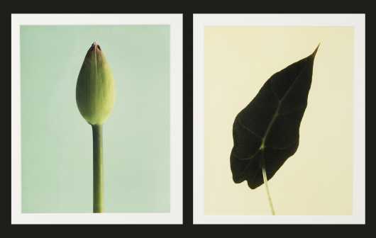 Pair of Photographs of Flowers
