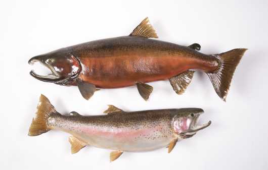 Two Freshwater Fish Mirents