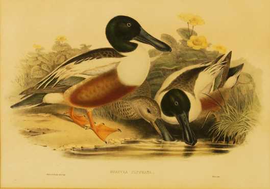 Hand Colored Crayon Lithograph of two spoon billed Drake