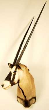 Large Oryx Head Mount