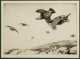 Winfred Marie Louise Austen, England (1876-1964) Etching of Grouse in Flight