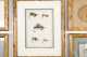 Lot of Nine Beautifully Framed and Mounted Salmon Flies
