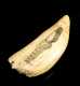 E19thC Peruvian Decorated Whale's Tooth