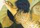 After John J. Audubon, Julius Bien Edition, "Ruffed Grouse" *AVAILABLE FOR $5,000.00*