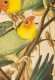 After John J. Audubon, Julius Bien Edition, "Carolina Parrot" *AVAILABLE FOR $10,000.00*