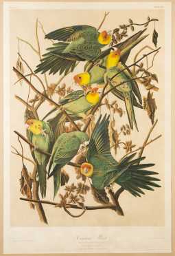 After John J. Audubon, Julius Bien Edition, "Carolina Parrot"