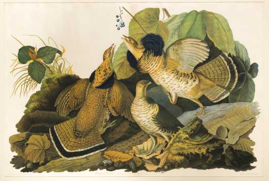 After John J. Audubon, Julius Bien Edition, "Ruffed Grouse"