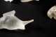 Five Clear/Opaque Lalique Birds