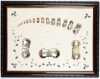 Rare Shadow Box Display of the Life of a Cultured Pearl/Oyster