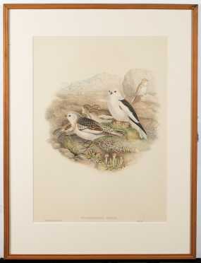 Antique Bird Print of Plectophanes Nivalis *AVAILABLE FOR OFFERS*